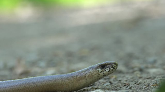 A blindworm on a hiking path in the forest