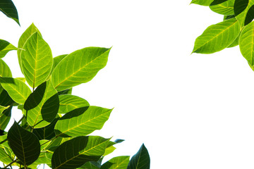 Fototapeta premium Light and dark leaves on a white background.