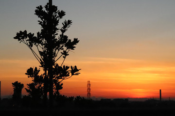 Fototapeta na wymiar 夕焼けに映る木の影