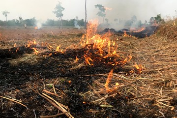 Fire is burning hay in the dry season.