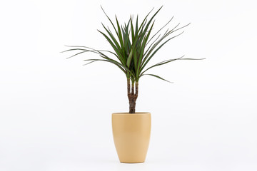 Dracena Marginata or Dragon Tree Plant - Houseplant in flowerpot on white background. Plant in a pot. Dracena Marginata Isolated on white background