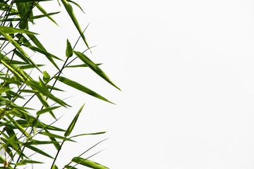 Bamboo leaves covering the white sky.