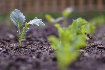 Junge Kohlrabipflanze neben Salat im Gemüsebeet