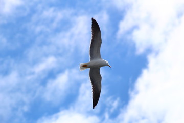 seagull in flight