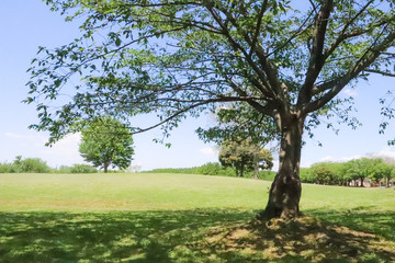 Obraz premium 大きな木と一面に広がる草原