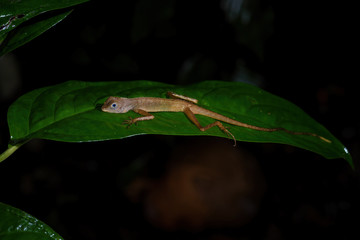 Dusky Earless Agama - Aphaniotis fusca, small blue eye agama from Southeast Asia forests and woodlands,  Mutiara Taman Negara, Malaysia.