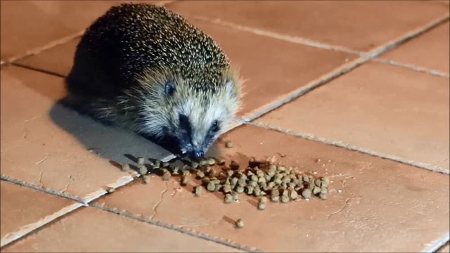 hedgehog close up eats food
