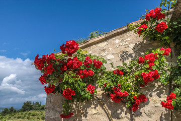 Fototapeta na wymiar Kletterrosen an altem Haus in der Provence