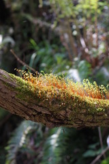 木の枝の上で群生する苔の花（胞子体）