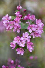 Fototapeta premium Pink Apple blossoms
