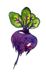 hand-drawn watercolor illustration of beetroot. Vegetable on a white background