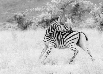 Fototapeta na wymiar Zebra in Black and White