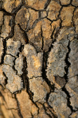 Brown tree nature texture background