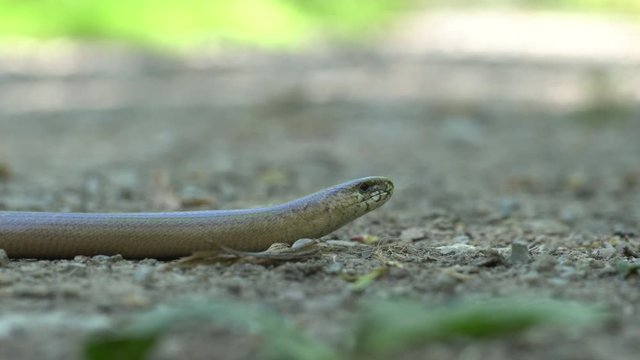 A blindworm on a hiking path in the forest