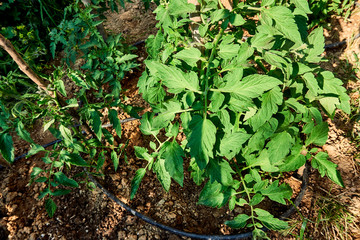 Growing organic tomatoes in the garden