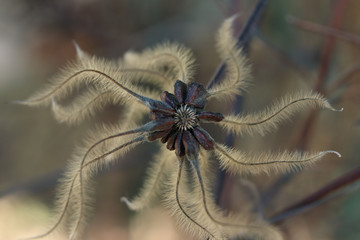 close up strange plant