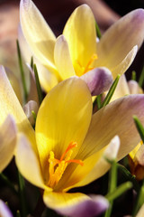 Fototapeta premium pink and yellow crocus flower