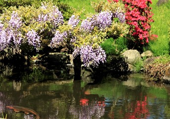 緋鯉と藤の花