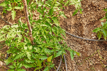 Growing organic tomatoes in the garden