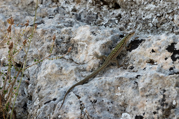 Lizard on the rock