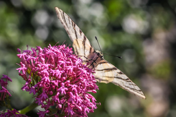 Segelfalter (Iphiclides podalirius) in der Provence
