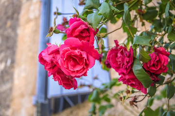 Kletterrosen in der Altstadt von Oppede-le-Vieux