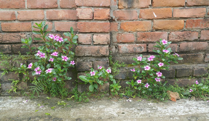 Beautiful Rose Periwinkle flowers in sunlight - I went to Birampur, in Dinajpur of Bangladesh in 2017. On the street, I saw these beautiful Rose Periwinkle flowers and took the picture.