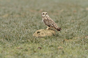 Short-eared owl on a winter morning with the frozen fields, Asio flammeus