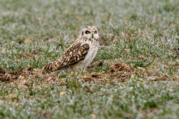 Short-eared owl with the first lights of a cold winter morning, Asio flammeus
