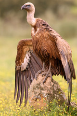 Griffon vulture with the first lights of the morning, Gyps fulvus