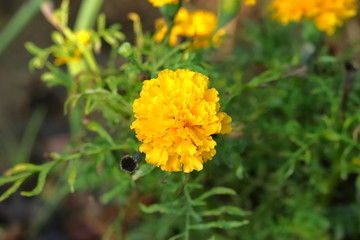 marigold flower blooms on plant with natural water drop