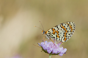 Melitaea didyma, butterfly on flower with blurred background.