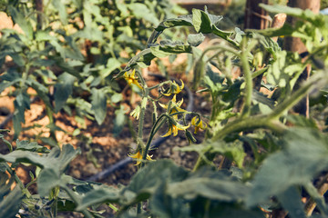 Growing organic tomatoes in the garden
