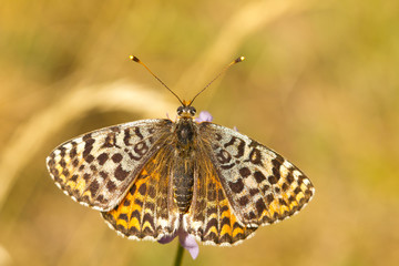 Fototapeta na wymiar Doncella tímida (Melitaea didyma), mariposa marrón y naranja con las alas abiertas.