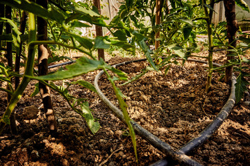 Growing organic tomatoes in the garden