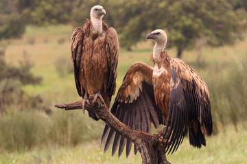 Griffon vulture with the first lights of the morning, Gyps fulvus