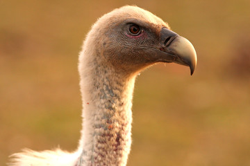Griffon vulture with the first lights of the morning, Gyps fulvus