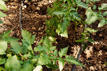 Growing organic tomatoes in the garden