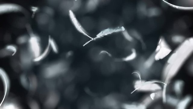 Explosion Of Feathers in 4K
