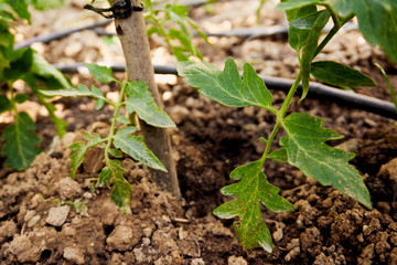 Growing organic tomatoes in the garden