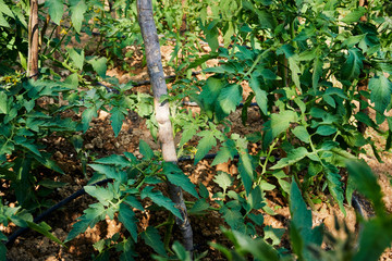 Growing organic tomatoes in the garden