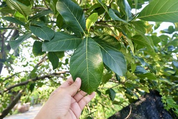 Hand Holding Jackfruits Leaf on Tree Branch © arayabandit