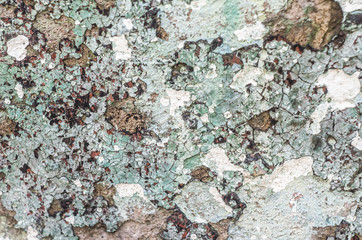Abstract colorful cement wall texture. Grunge background.