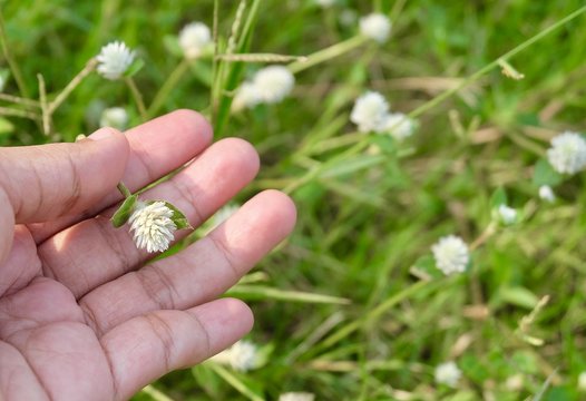Hand Holding A White Gomphrena Weed Flower