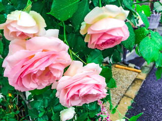 薔薇　花