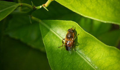 Near plan photo of a bee on a green leaf