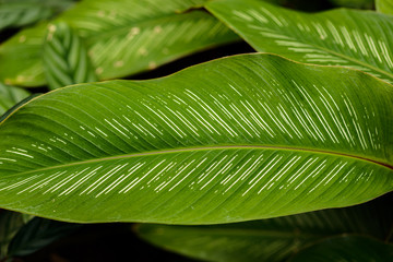 Close up of leaves texture or background