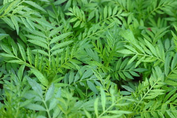 defocused marigolds leaves background