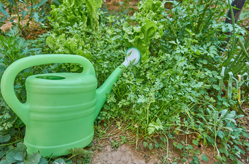 Hobby gardening in the greenhouse