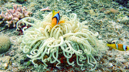 Fototapeta na wymiar Clownfish is hovering over the anemones in the Red Sea, Eilat, Israel